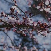When The Petals Fall
