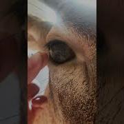 Deer Eye Turn Your Volume Up Taxidermy Animals Eyes Art Deer Wildlife