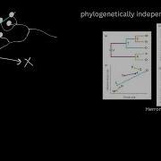 EvoBioCC Tree Thinking Clip 1 Phylogenetic Comparative Methods