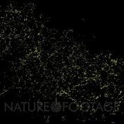 Spectacular Synchronous Fireflies At Night In The Philippines