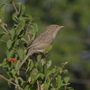 Common Babbler Call With Spectrogram Bird Song 92