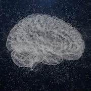 Plexus Brain