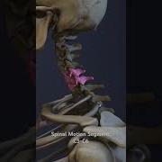 Spinal Motion Segment C5 C6