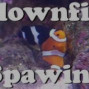 Clownfish Breeding Spawning In A Reef Tank