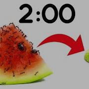 2 Minute Timer ANTS Vs WATERMELON