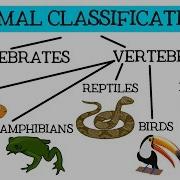 Animal Classification For Children Classifying Vertebrates And Invertebrates For Kids FreeSchool