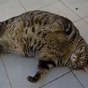 Fat Cats CAT COMPILATION