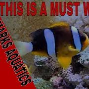 Clownfish Breeding