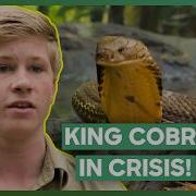 Robert Irwin Risks His Life To Save A Deadly King Cobra Crikey It S The Irwins Love Animals