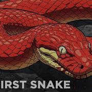 The Insane Evolution Of Snakes