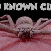 THIS Is The Worst Spider Bite On Earth The Six Eyed Sand Spider