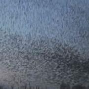 Murmuration Of Starlings Music Orjan Nilsen