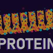 What Are Proteins