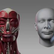 Facial Musculature Driven By FaceShift