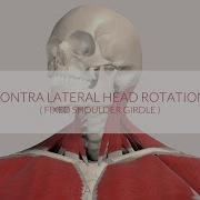 Trapezius Function Assist Contralateral Head Rotation 3D Animation