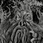 From Hell It Came 1957 Final Scene 4K