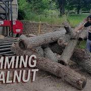 Processing A Walnut Tree Into Slabs And Boards