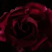 Red Pink And Yellow Roses Opening Time Lapse 4K