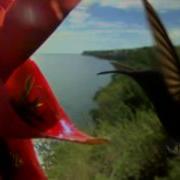 9th Wonder Flying HD