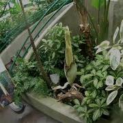 Corpse Flower Time Lapse