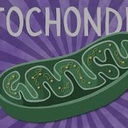Mitochondria Structure And Function