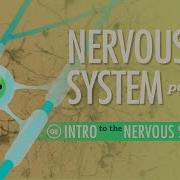 The Nervous System Part 1 Crash Course Anatomy Physiology 8
