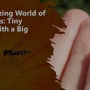 The Amazing World Of Hoverflies Tiny Insects With A Big Impact