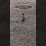 Cat Walk By Bella Catwalk Catwalkbeauty Catshorts Tabbycat Persiancat Catlover