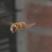 Hoverfly Doing What Hoverflies Do