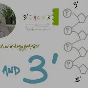 What Do 5 And 3 Mean On DNA And RNA