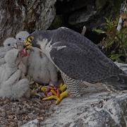 Peregrine Falcon Nesting 4k HQ