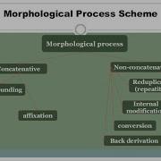 Morphological Processes Definitions And Examples