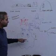 Immunology Neutrophil Lecture 3 Part 12