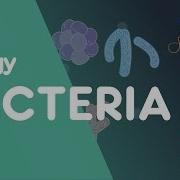 Structure Of Bacteria Cells Biology FuseSchool