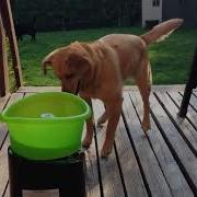 Dog Excitedly Plays Fetch With Ball Throwing Machine 1022616