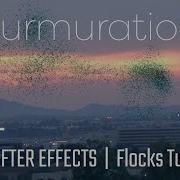 Bird Murmurations After Effects Flocks Tutorial