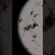 Life Under A Microscope With Jimmy Dime Time Engaging Science Experiments For Kids