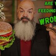 Are You Feeding Your Snakes Wrong