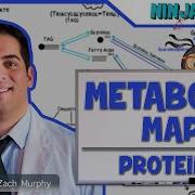 Metabolism The Metabolic Map Proteins