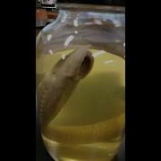 Lamprey Dissection 1407