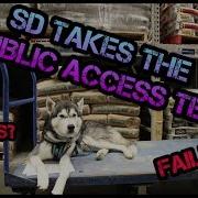 SERVICE DOG PUBLIC ACCESS TEST TRAINING DexterTheGermanHusky