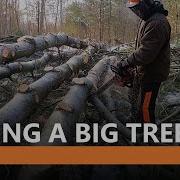 17 Limbing A Big Tree White Pine Part 2 Echo CS 490