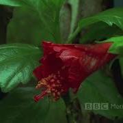 Bbc Motion Gallery Hd In Full Bloom