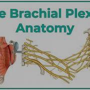 The Brachial Plexus Anatomy USMLE Roots Trunks Divisions Cords Branches Clinical Anatomy