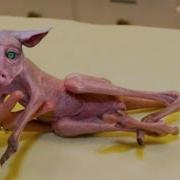 Top 10 Animal Cloning Experiments That Went Horribly Wrong