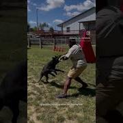 Remington 3 Yr GSD Shows Athleticism Commitment To The Job Protectiondog Personalprotection