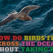 The Art Of Migration How Birds Master Ocean Crossings And Resting Spots