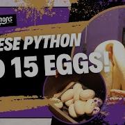 Burmese Python Laid 15 Eggs
