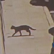 Rabid Cat Aggressively Chases Bites Person In Chesapeake