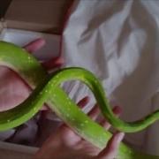 Unboxing Green Tree Pythons